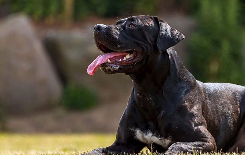 Dogo Canario: The Canary Islands Guardian