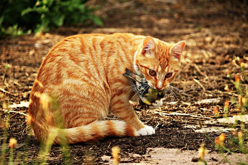 Emerging Wildlife Visitors