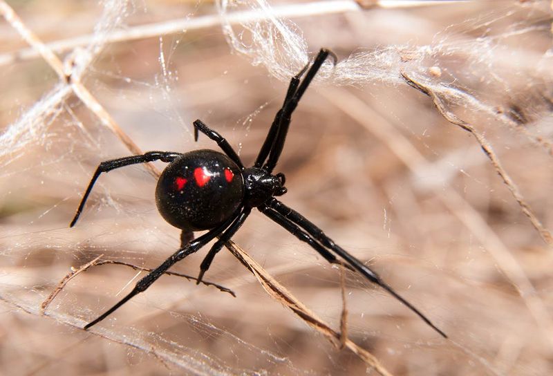 Spider-Eat-Spider World
