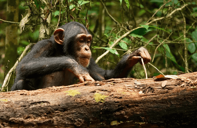 Primates: Our Closest Evolutionary Teachers