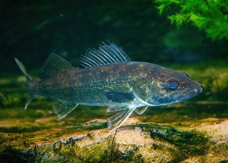 Walleye: Night-Vision Specialist Of Northern Lakes