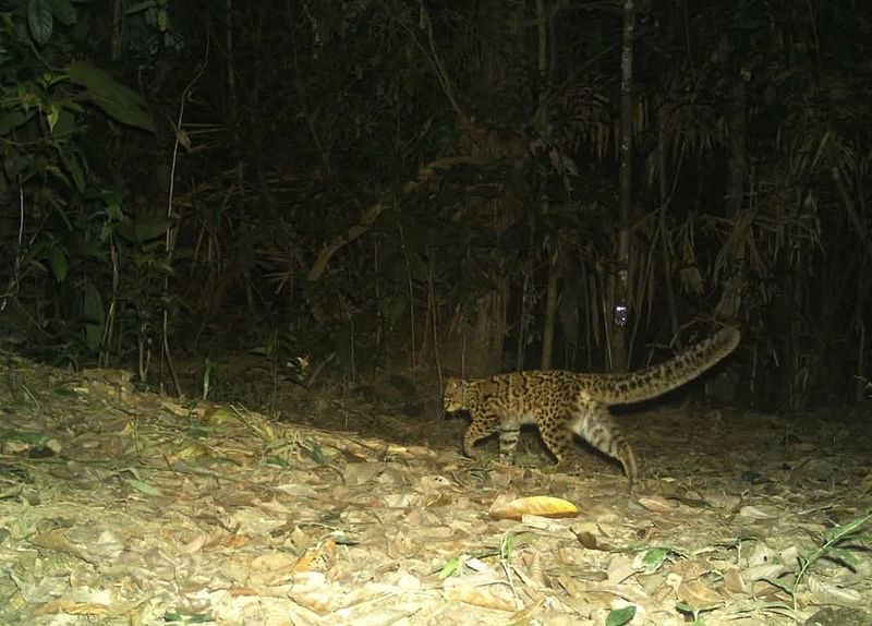 Habitat Preservation: The Ultimate Lifeline