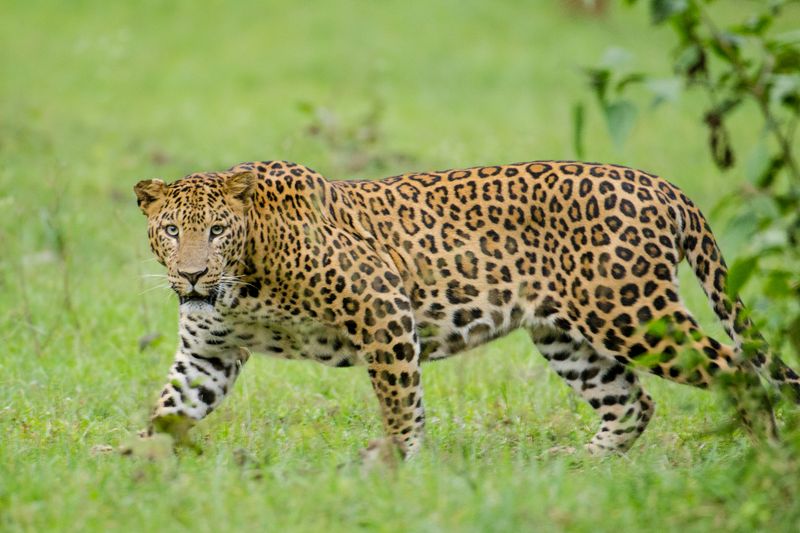 Nocturnal Tacticians: Leopards