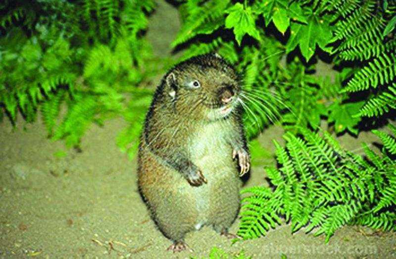 Mountain Beaver
