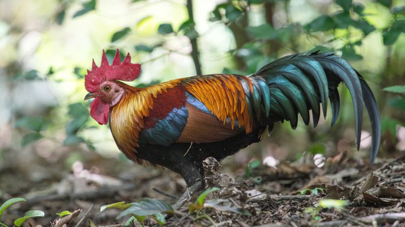 Fierce Fighters to Feathered Friends