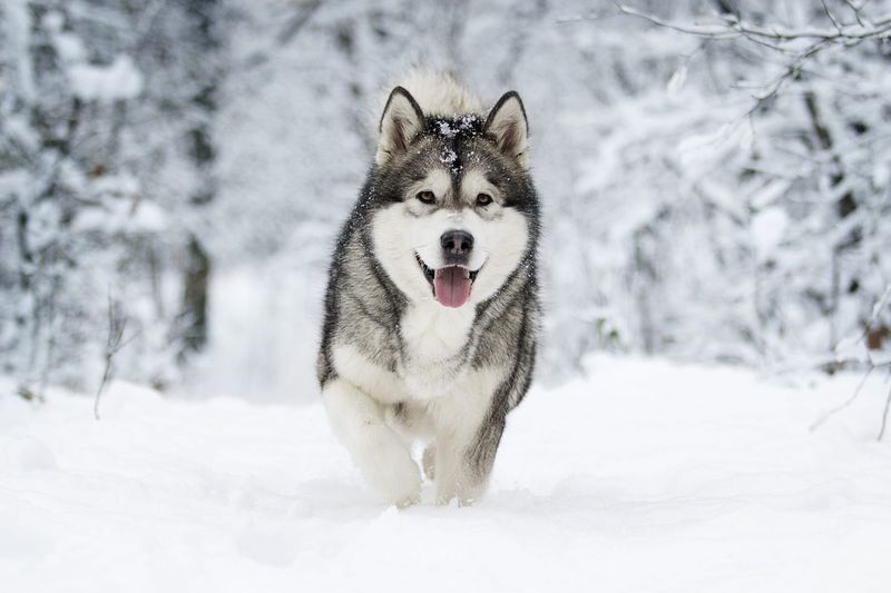 Wilderness Seekers: Alaskan Malamutes