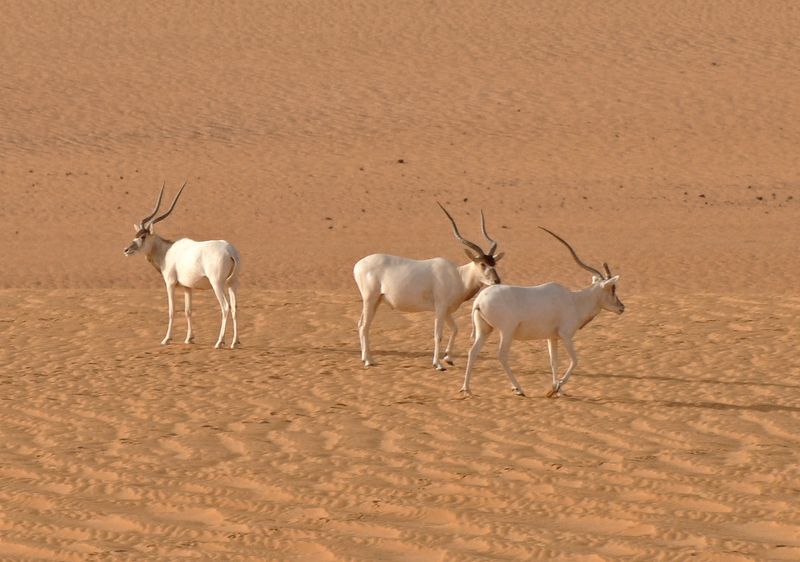 Desert Survivors That Refuse Human Contact