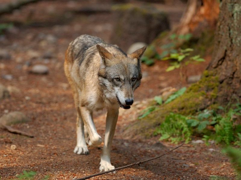 Gray Wolf