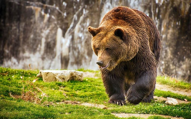 Brown Bear