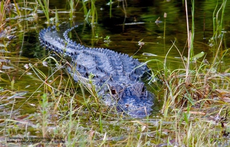 American Alligator At Big Cypress