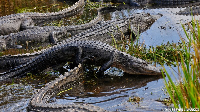 Alligators Patrolling The Everglades