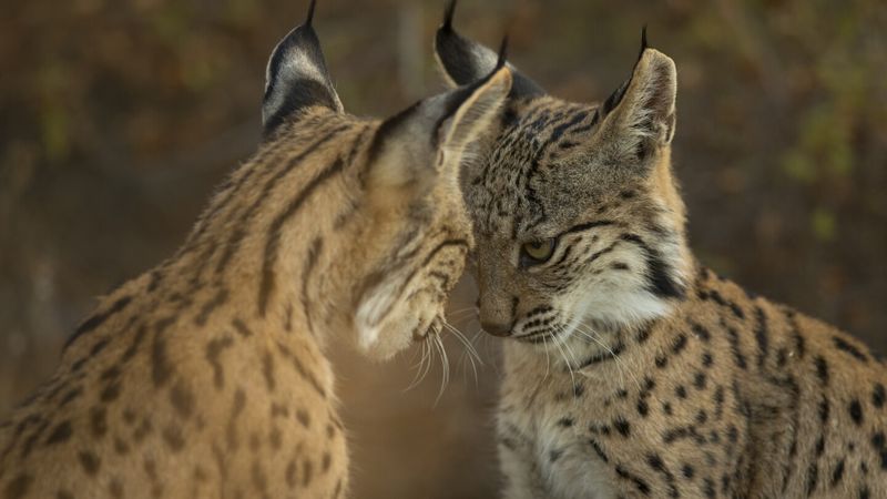 Iberian Lynx – Europe's Feline Phoenix