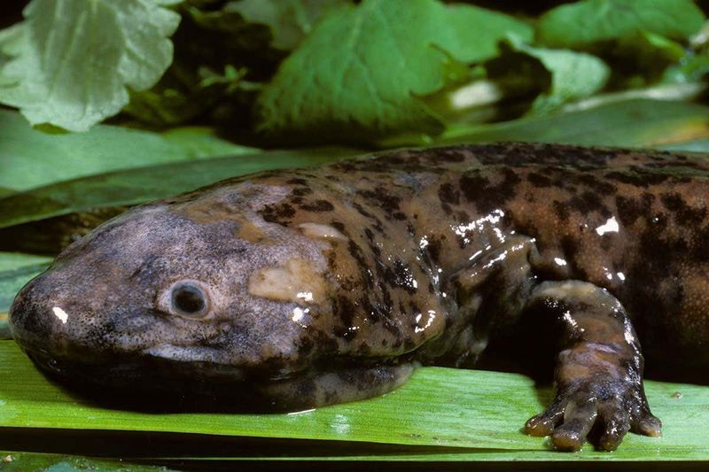 Chinese Giant Salamander