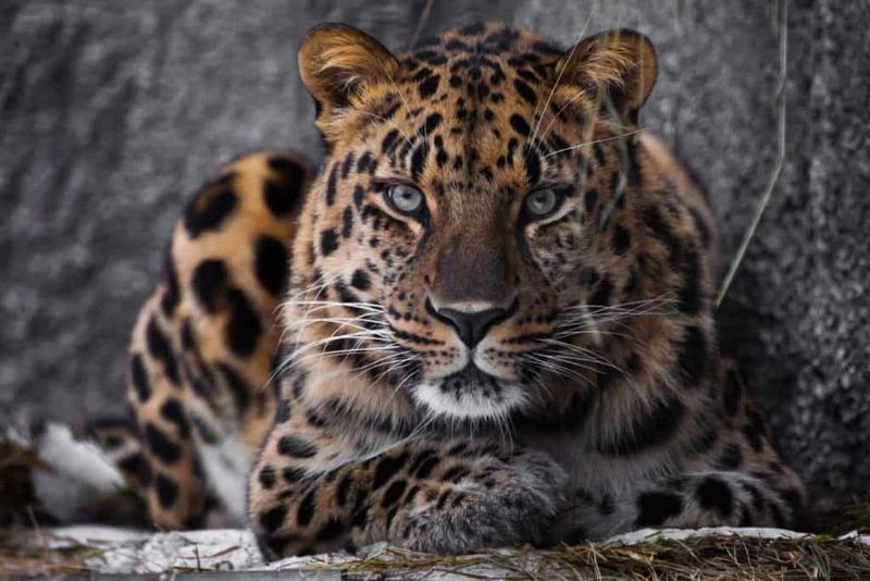 Amur Leopard: The World's Rarest Big Cat