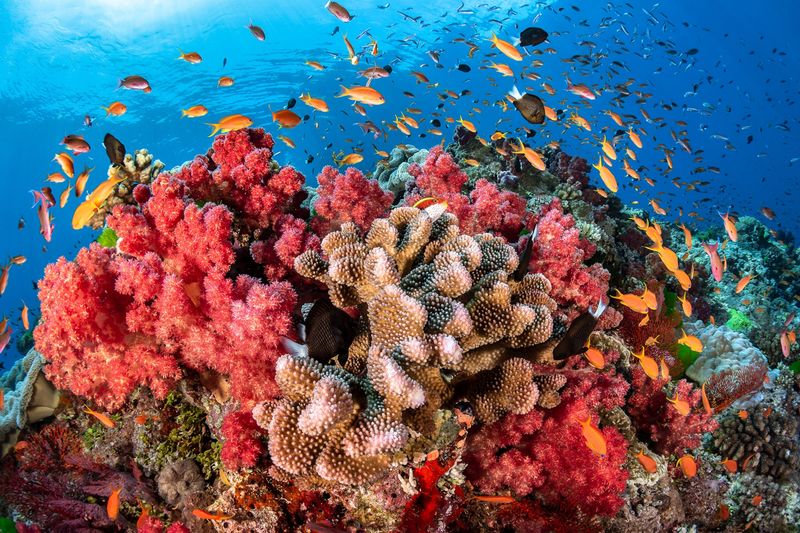 Coral Reefs: Endangered Underwater Ecosystems