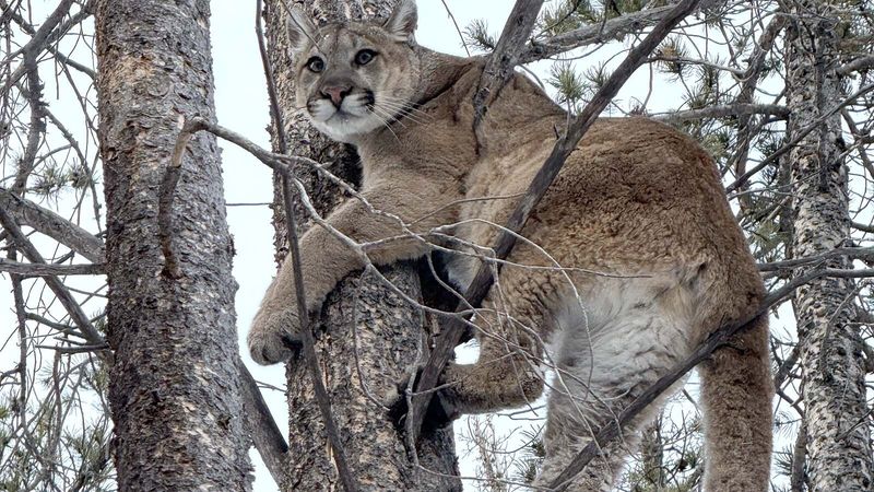 Cougar – Wyoming
