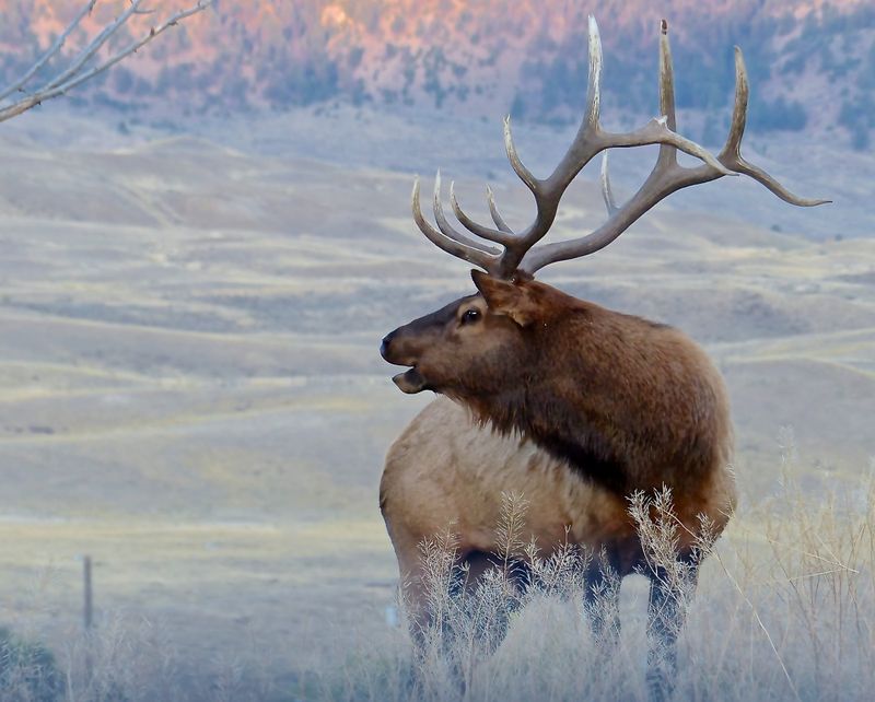 Elk