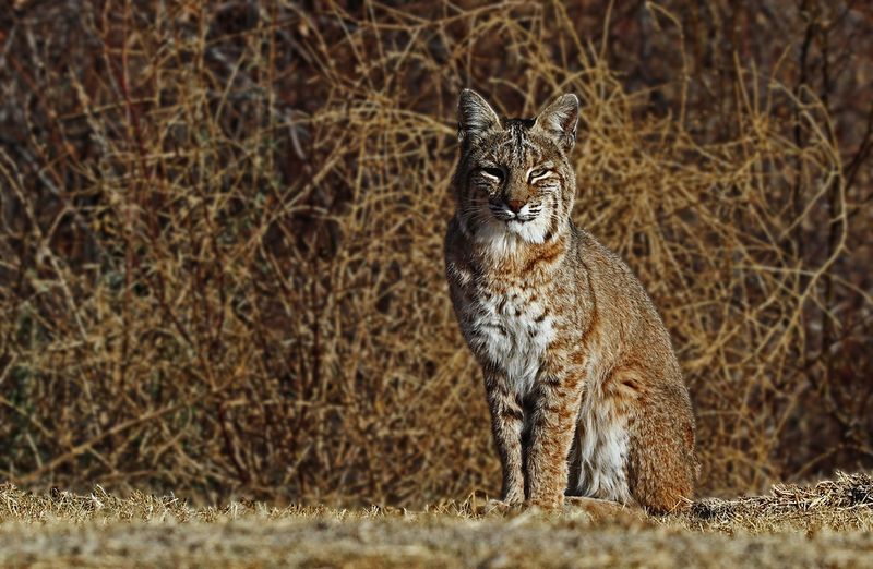 Bobcat