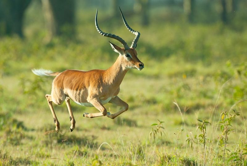 Impala