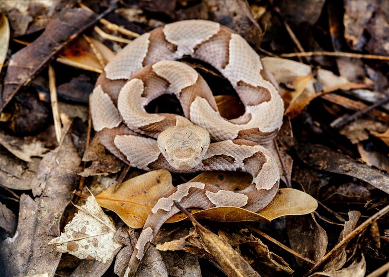Venomous Copperhead Strike In Tennessee
