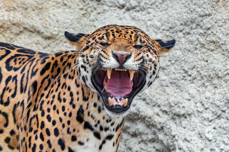Jaguar – Arizona