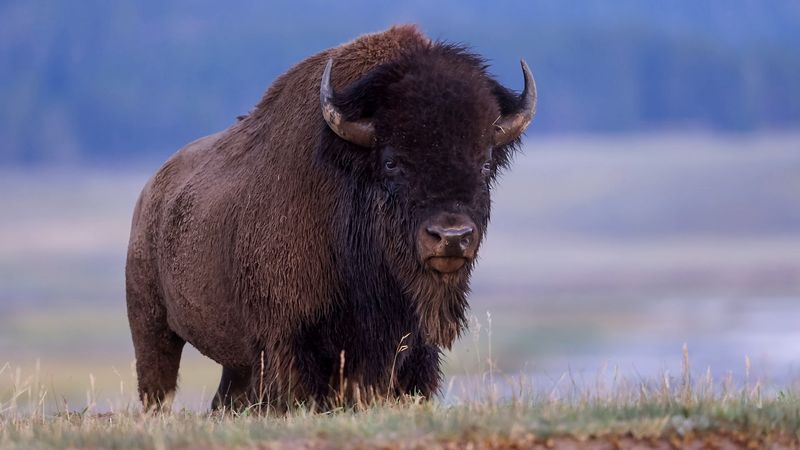 American Bison