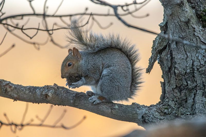 Eastern Gray Squirrel