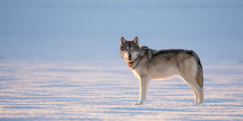 Timber Wolves