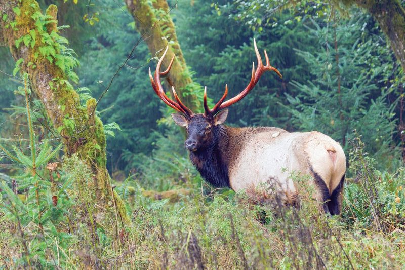 Roosevelt Elk Of Olympic