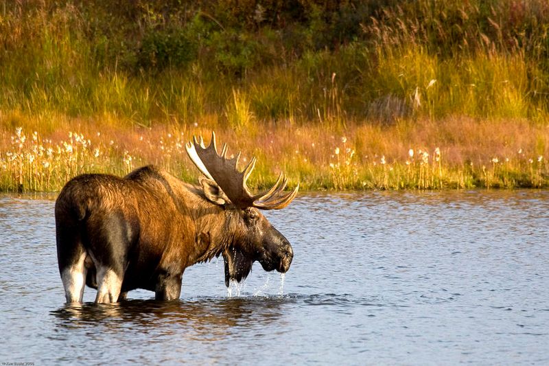 Moose In Denali National Park