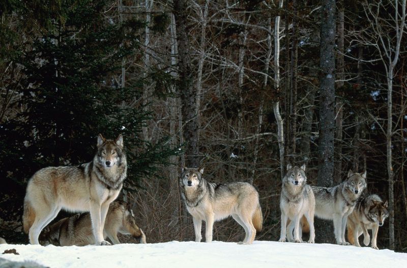 Gray Wolves: The Pack Hunters