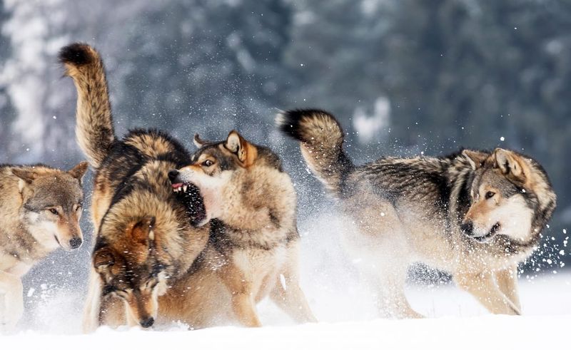 Wolves: The Pack Hunters