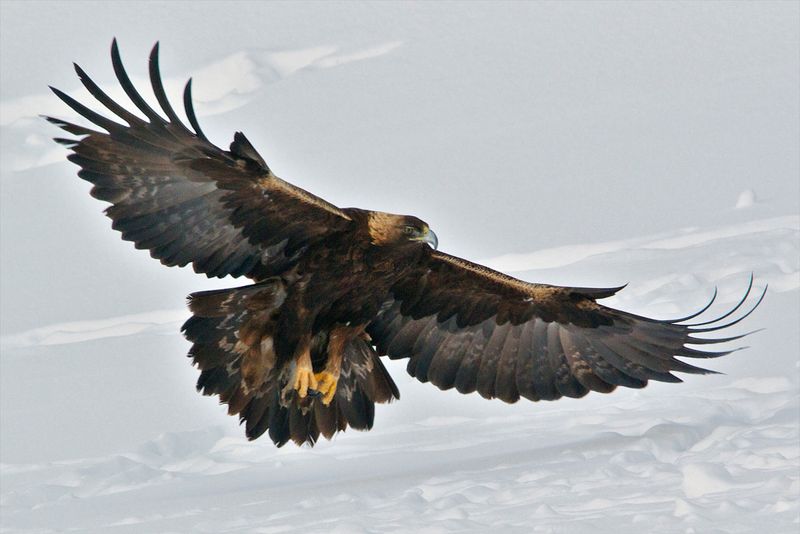 Golden Eagles Soaring Overhead