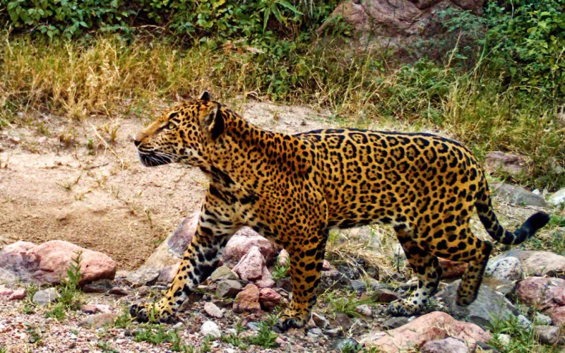 Jaguars Of The Borderlands