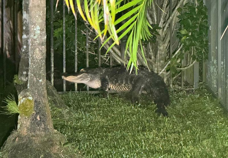 Alligators – Masters Of The Waterside Ambush