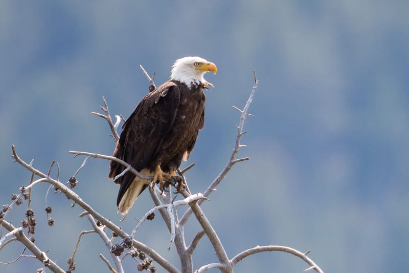Bald Eagles