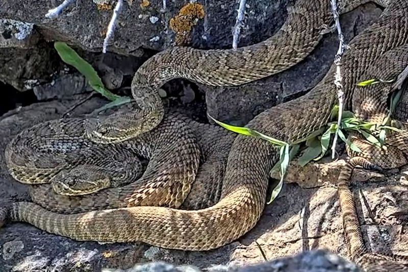 Scaly Sleepyheads: Prairie Rattlesnakes