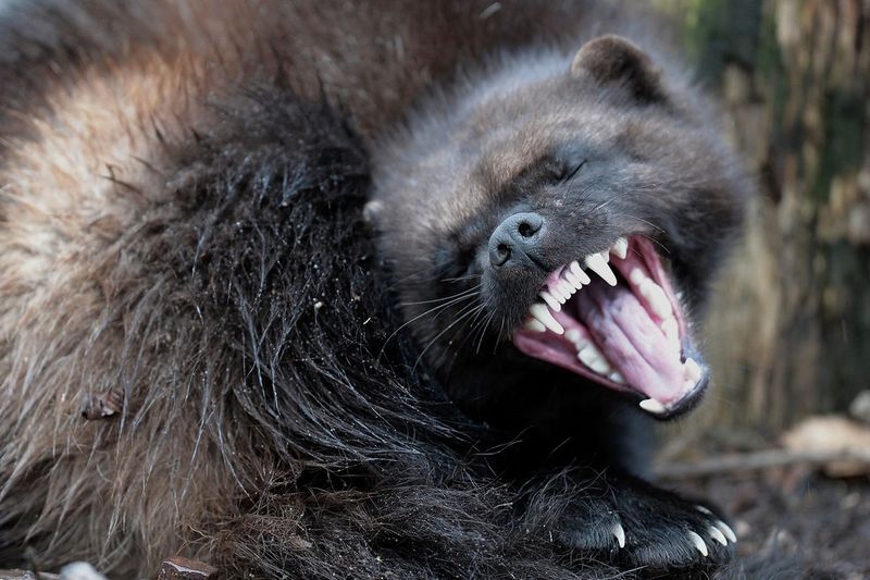 The Wolverine: Nature's Tiny Terror