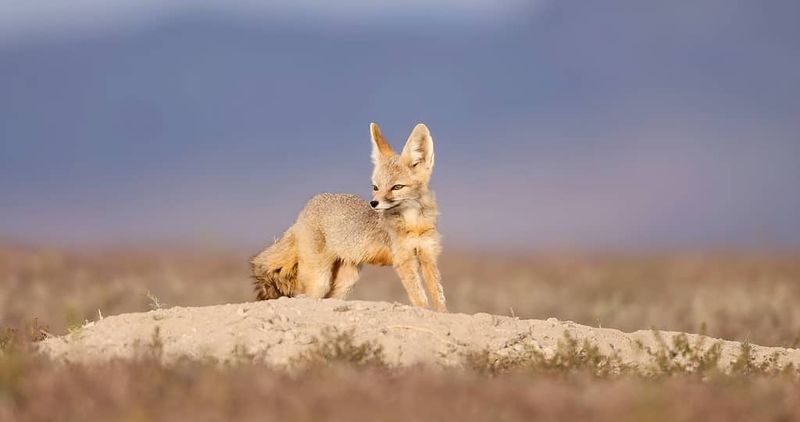 Desert Illusion – Kit Fox