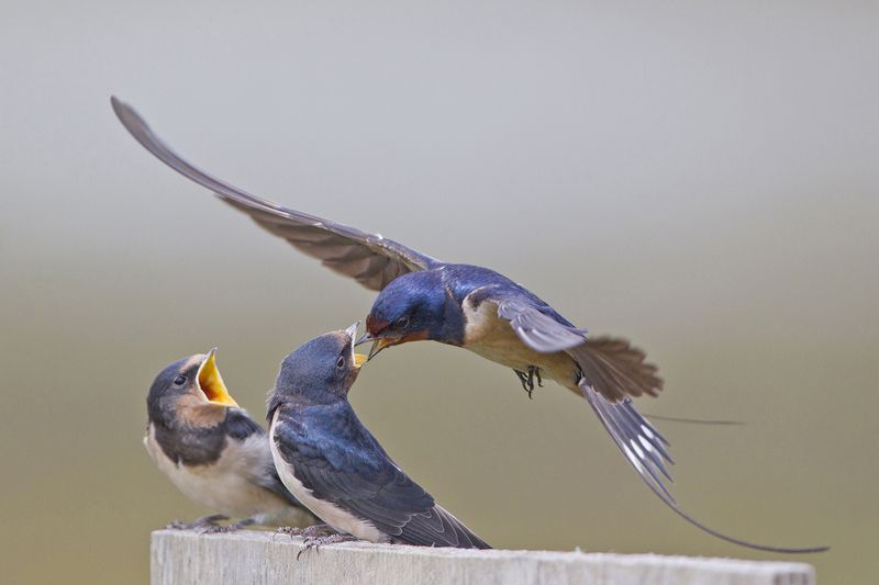 Shifting Food Timing Mismatches