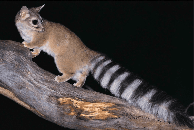 Desert Drifter – Ringtail