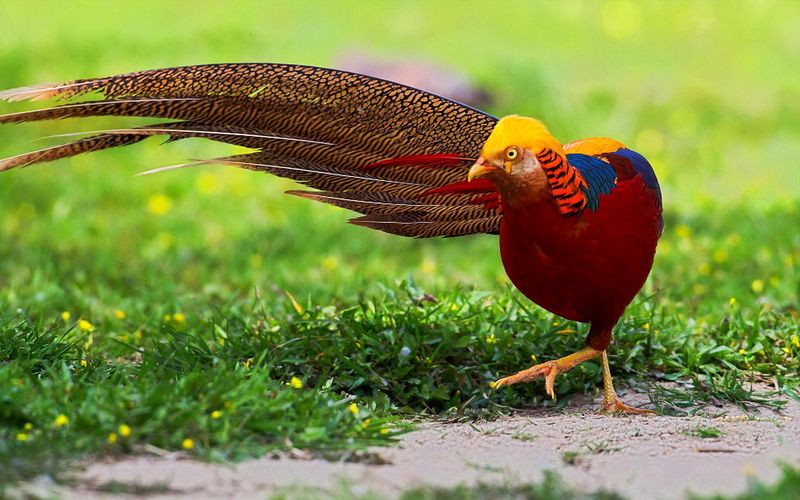 Golden Wonder: The Chinese Pheasant