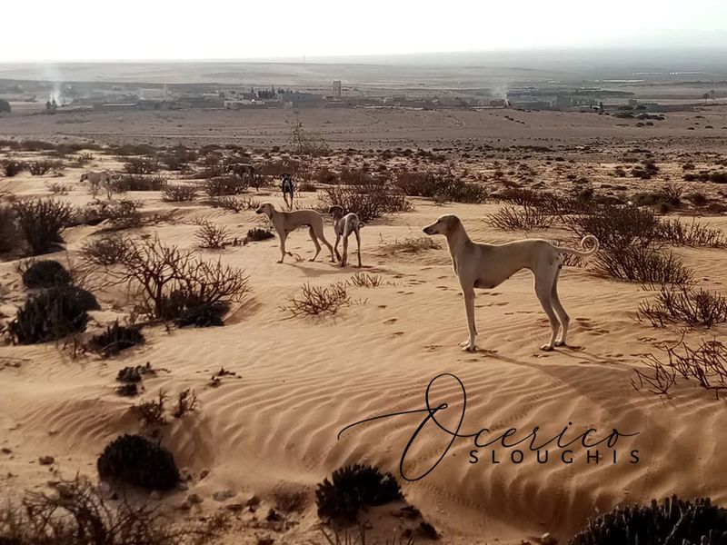 Desert Navigators: Sloughi
