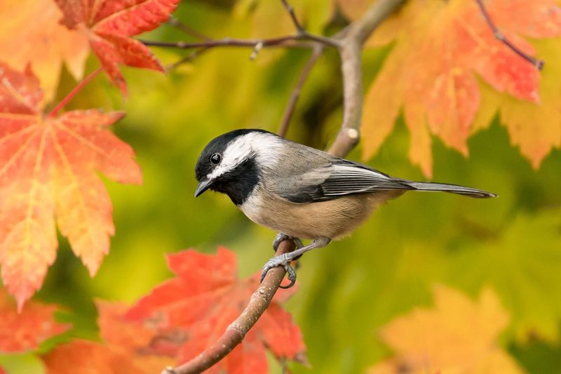 Black-capped Chickadee - The Acrobatic Charmer