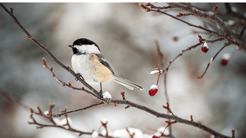 Chickadee