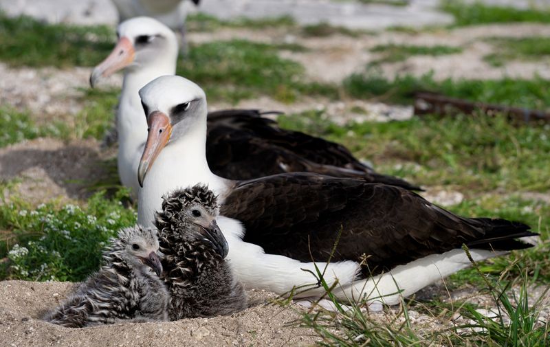 Albatrosses: The Lifelong Childcare Partners
