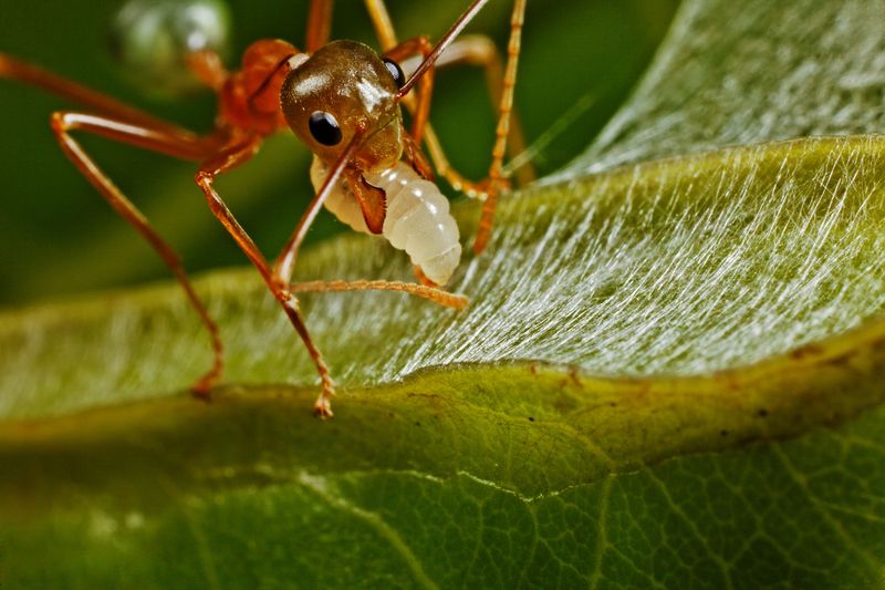 The Pheromone Dance: Ants Communicate Nest Plans