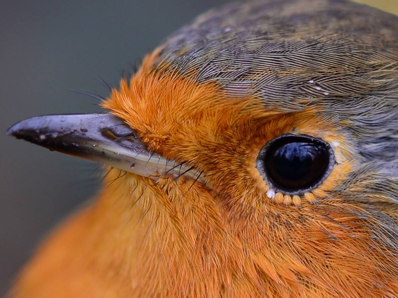 Incredible Eyesight Detects Tiny Movements