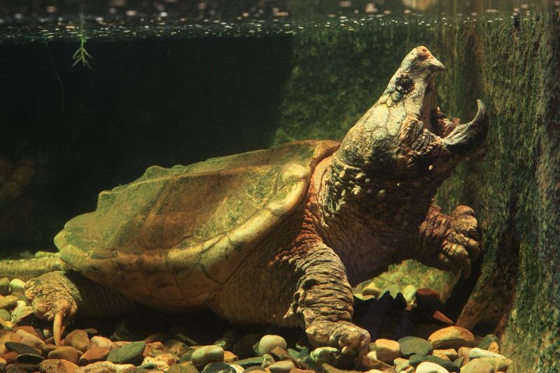 Ancient Snapper: Alligator Snapping Turtle