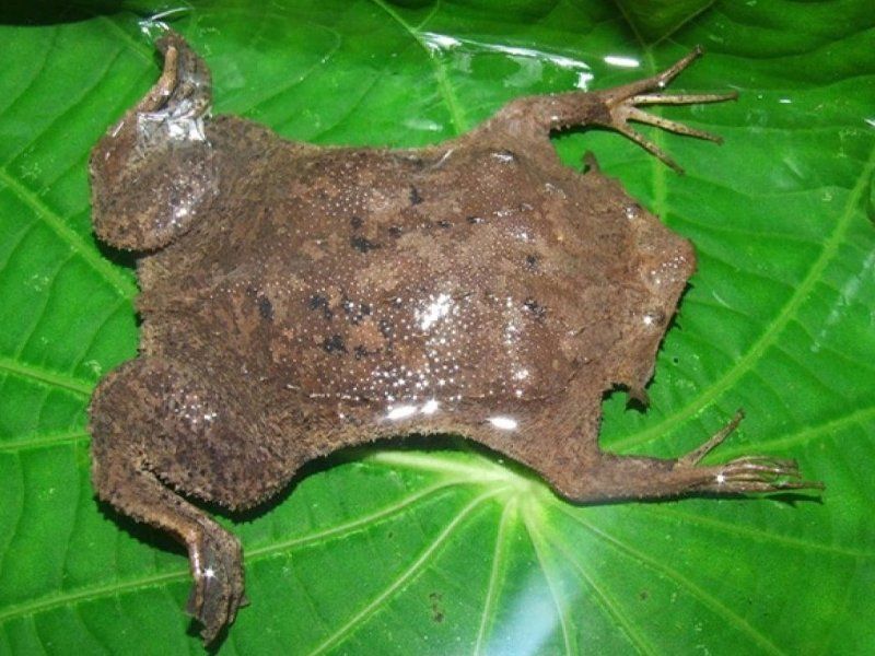 Earthy Surinam Toads With Leaf-Like Bodies